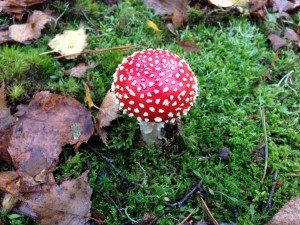 Autumn in French for children: Harvest!