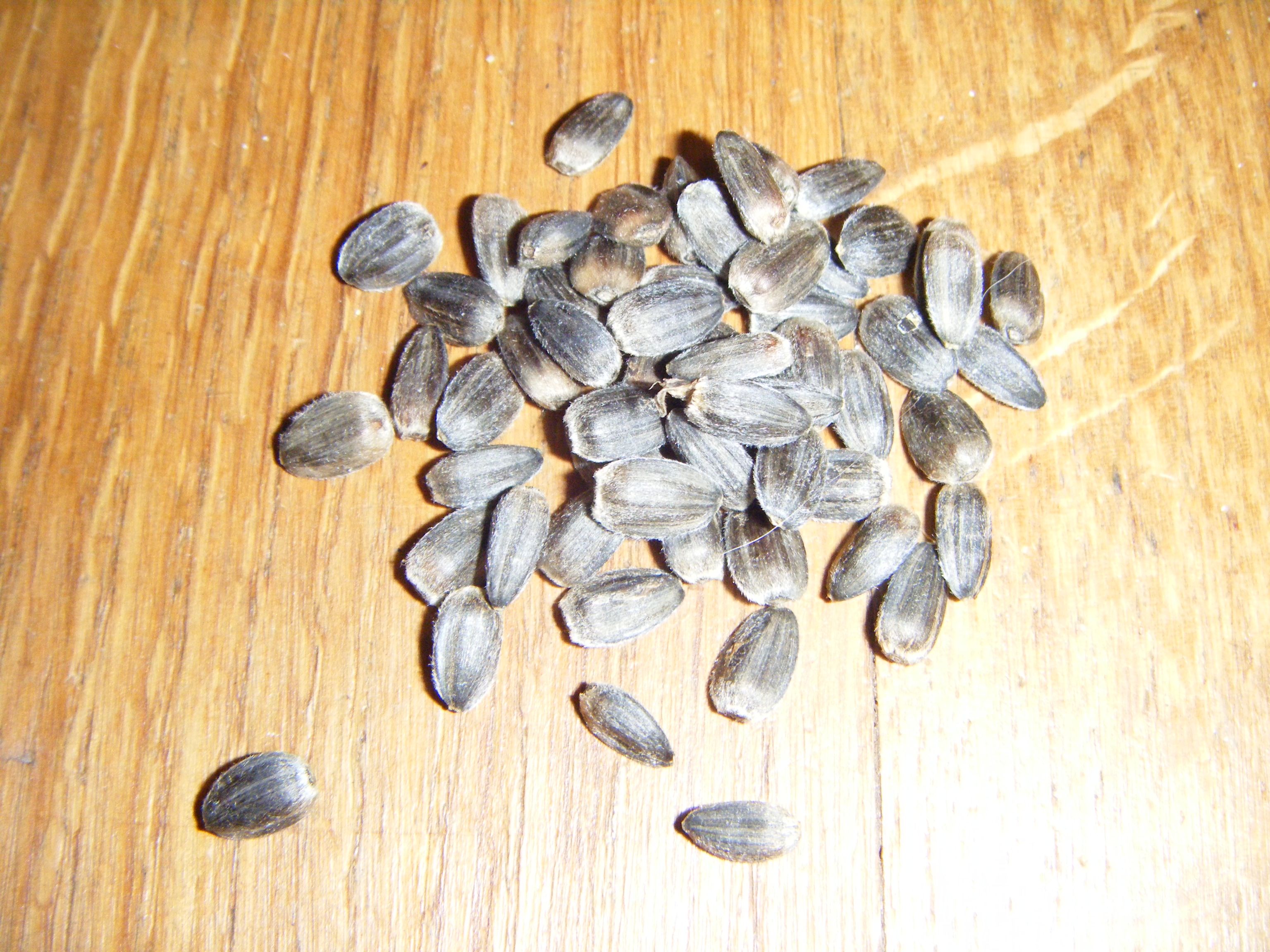 image for sunflower seeds