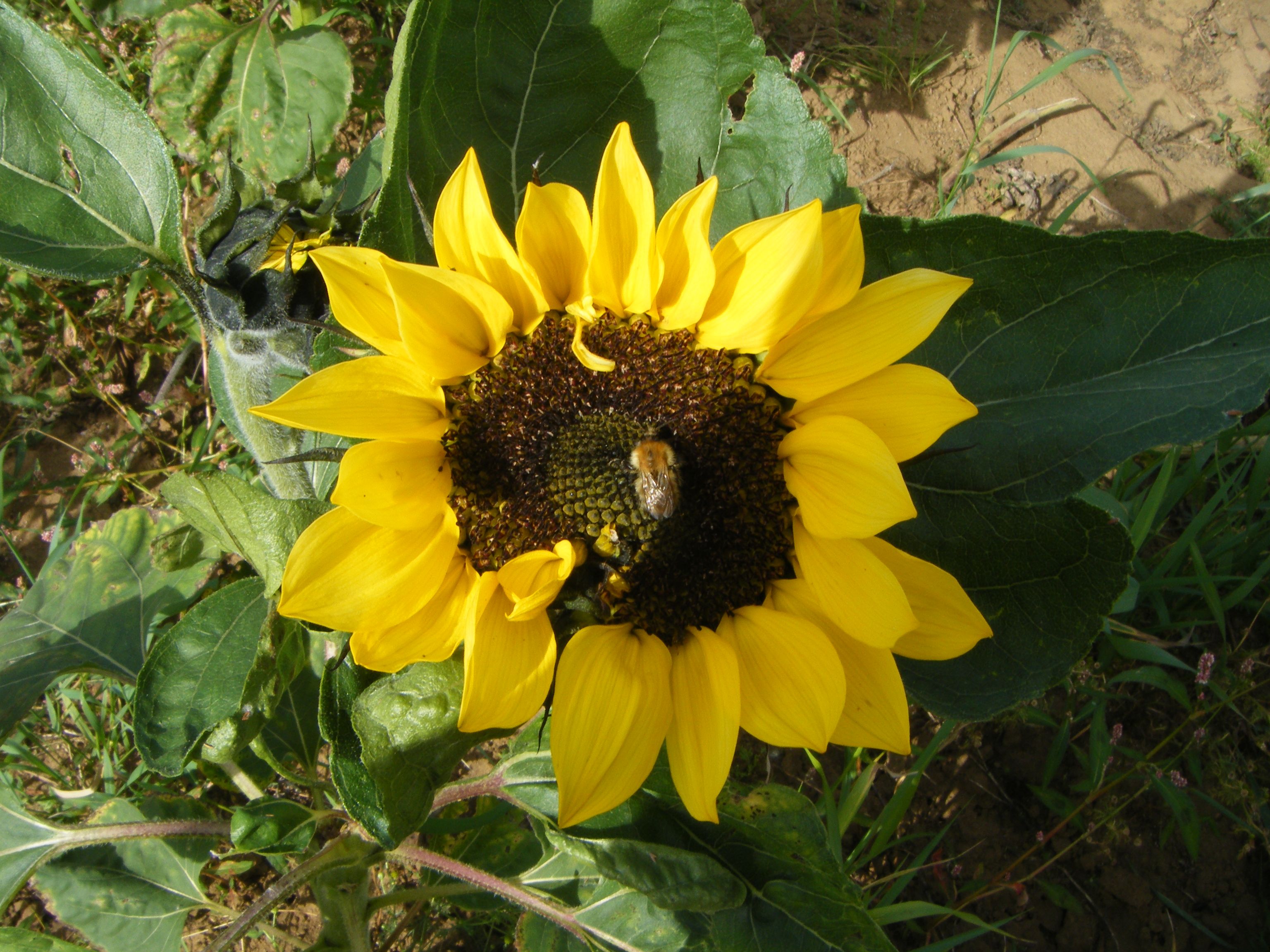 image for bee on a sunflower