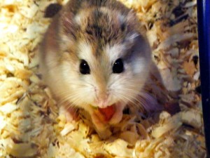 Hamsters in Spanish! ¿Eso qué es?