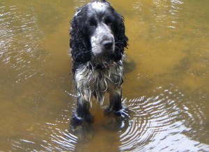 image for a spaniel in the water
