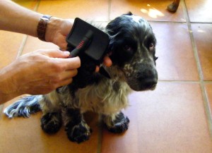 image for spaniel being brushed