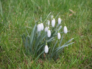 image for snowdrops = campanillas de invierno