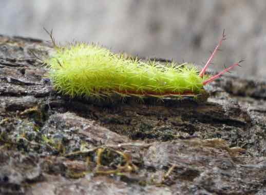 a caterpillar in Spanish - una oruga