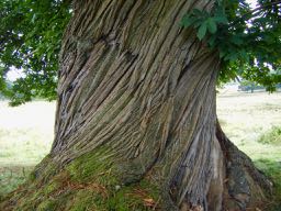 an old tree in French - un vieil arbre