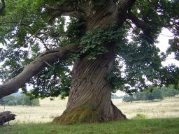 c'est un vieil arbre - it's an old tree in French