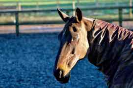 un cheval brun - a brown horse in French