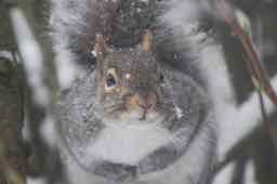 un écureuil gris - a grey squirrel