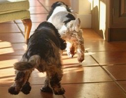 They run at full speed in Spanish - Corren a today velocidad