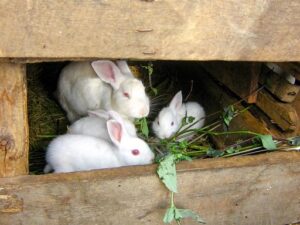 I have rabbits in Spanish = Tengo conejos