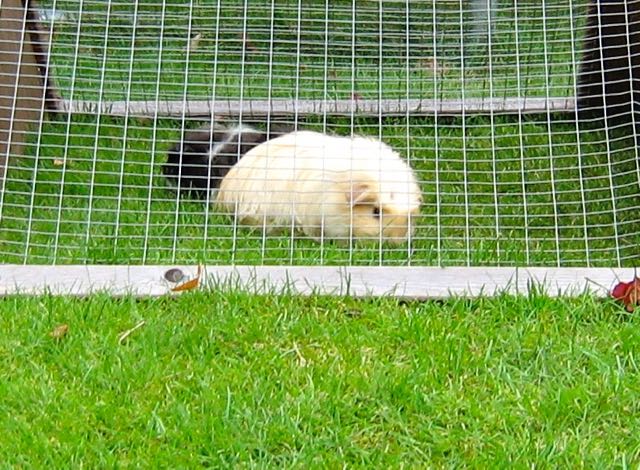 I prefer guinea pigs in Spanish = Prefiero los conejillos de Indias