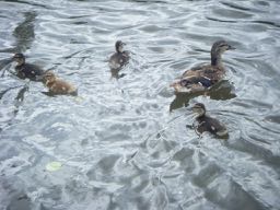 there are ducks in Spanish = hay patos