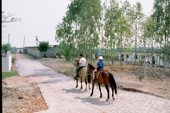 There are horses in Spanish = Hay cabals