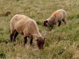 there are sheep in spanish = hay ovejas