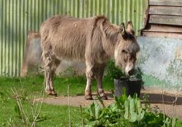 a donkey in French = un âne
