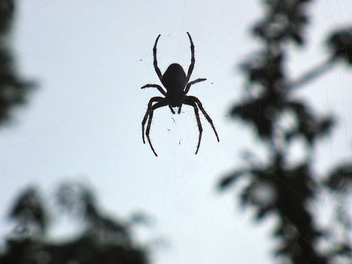 a spider in French = une araignée