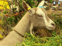 a goat in French = une chèvre